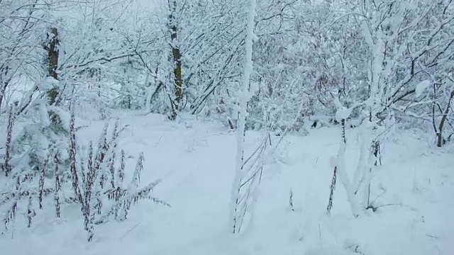 森林里下雪了视频素材