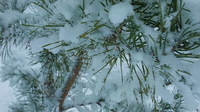 森林里下雪了视频素材