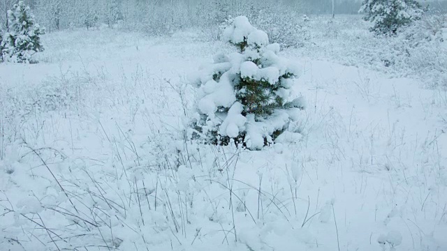 森林里下雪了视频素材