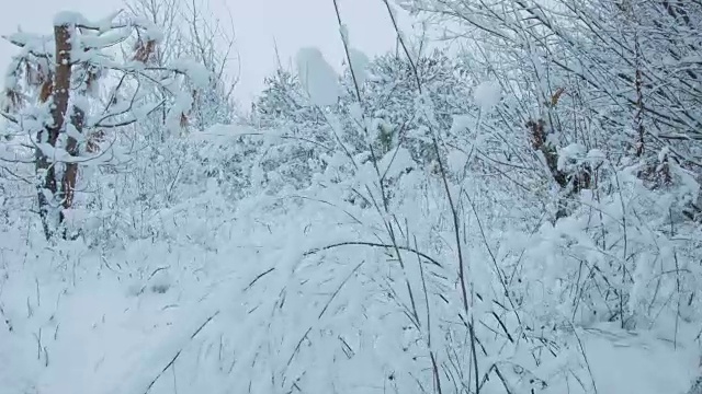 森林里下雪了视频素材