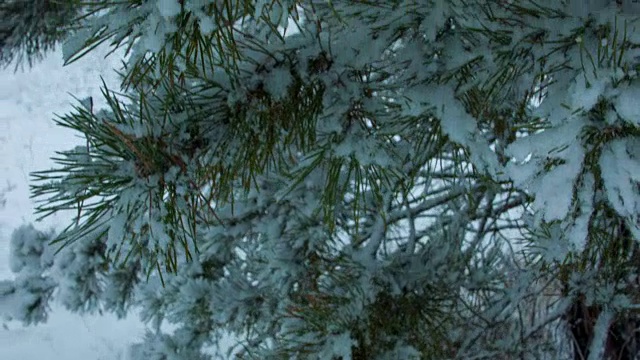 森林里下雪了视频素材