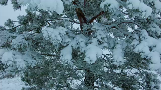 森林里下雪了视频素材