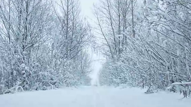 森林里下雪了视频素材