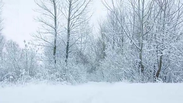 森林里下雪了视频素材