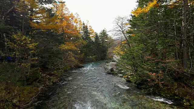 上高知秋树和河视频素材