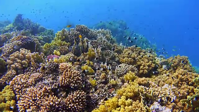 4K珊瑚礁的水下海洋生物，有很多热带鱼/红海视频素材