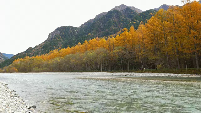 上高知秋树和河视频素材