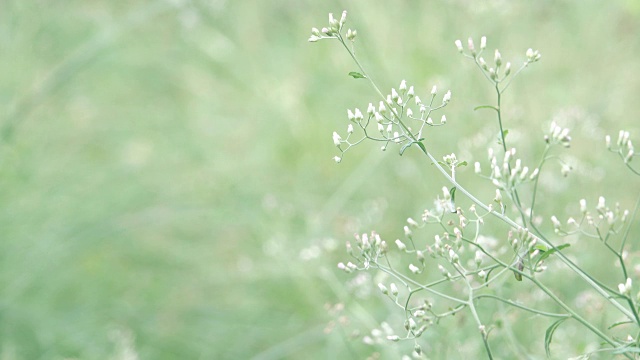 高清:绿草鲜花视频素材