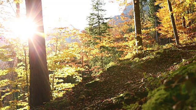 秋天，男性徒步旅行者穿过山林视频素材