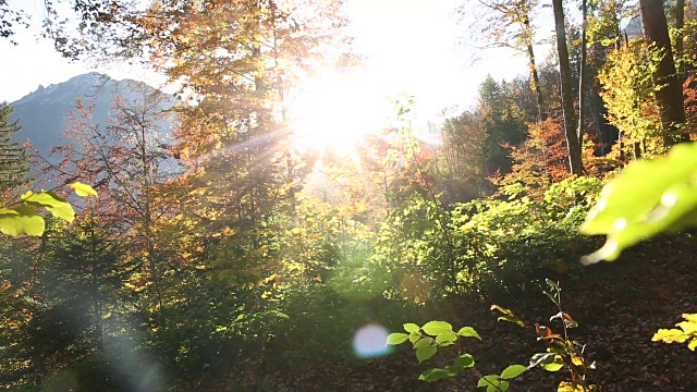 秋天，男性徒步旅行者穿过山林视频素材