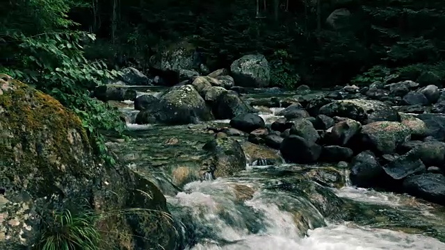 水在森林中流淌视频素材