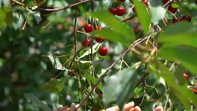 两段女人摘樱桃水果的视频，4K格式视频素材