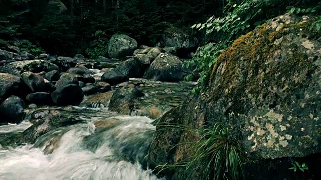 水在森林中流淌视频素材