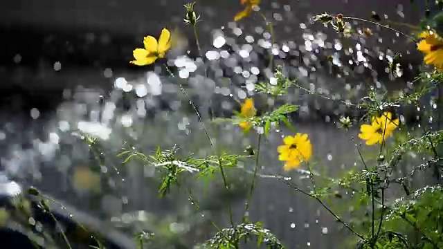 给黄色的宇宙花浇水视频下载