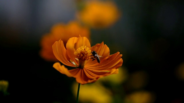 蜜蜂和黄色的宇宙花视频下载