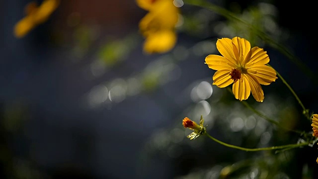 黄色的宇宙花和闪闪发光的雨滴视频素材