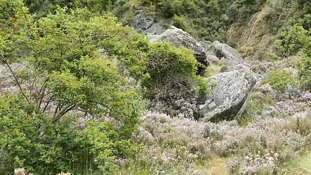 新西兰卡瓦劳桥附近的石头和鲜花视频下载