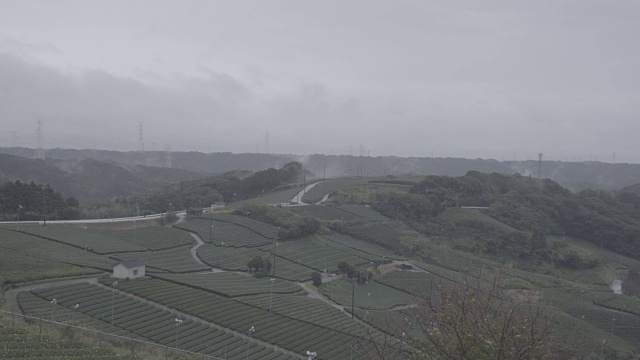 日本的绿茶农场。雨天。视频素材