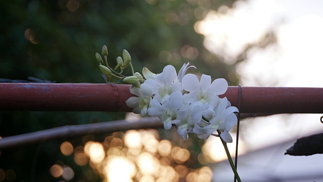 花园里的白色兰花视频素材