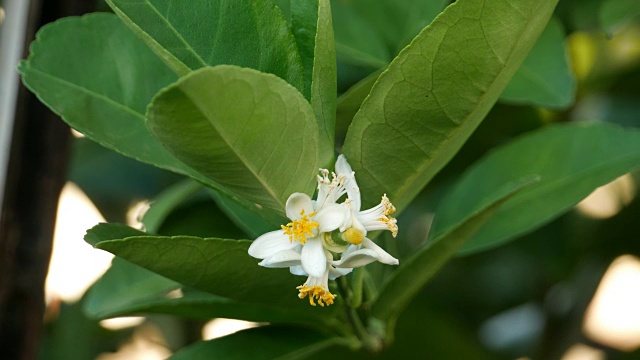 酸橙花视频素材