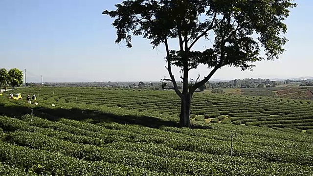 泰国北部的茶园视频下载