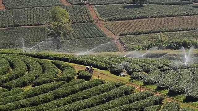 泰国北部的茶园视频下载