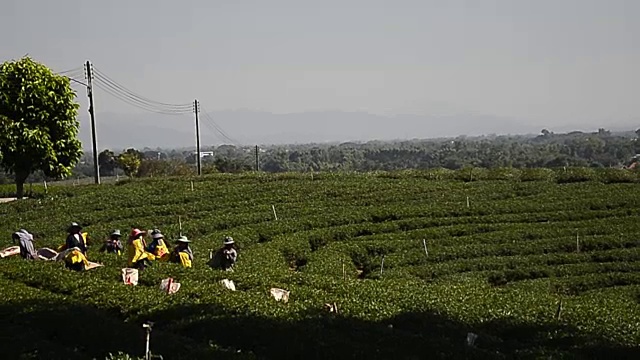 泰国的山地茶园视频下载