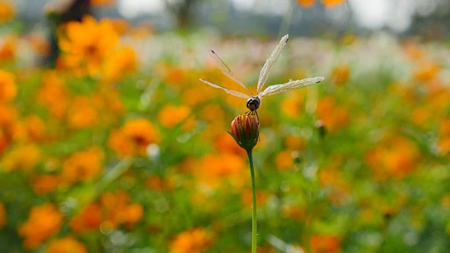 蜻蜓在花。视频素材