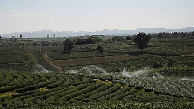 泰国的茶园山视频素材