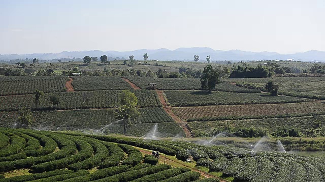 泰国的茶园山视频素材