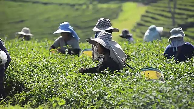 泰国人在高地种植园收获绿茶视频下载