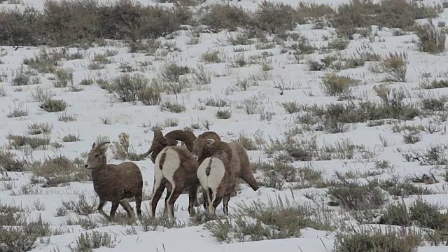 一只巨大的大角绵羊(加拿大绵羊)与一只母羊在雪地里交配的WS/SLOMO照片视频素材