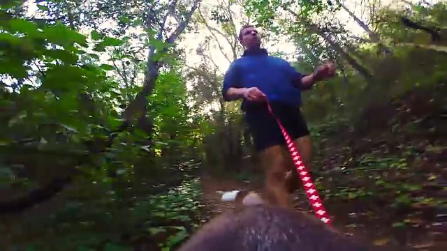 一个人用皮带牵着小猎犬在美丽的地中海森林里运动，从狗个人的角度看，狗背上的相机显示了他的观点。视频素材