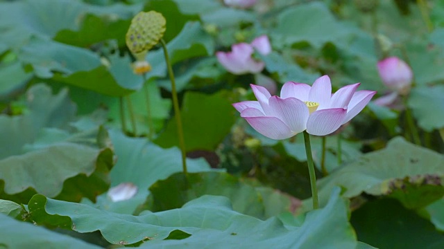 莲花视频素材