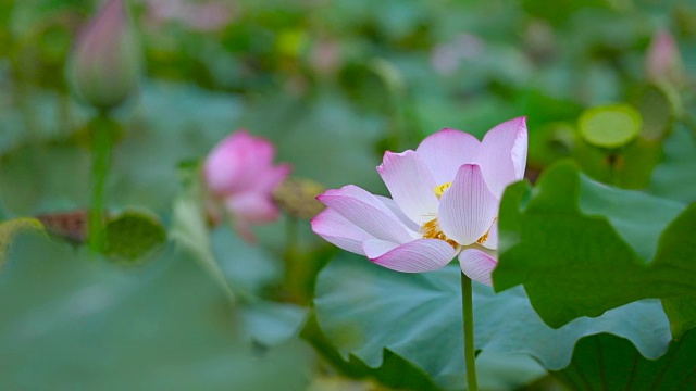 莲花视频素材