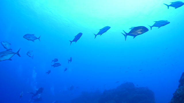 海下成群结队的鲹鱼视频素材