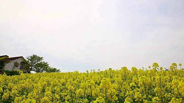 清山岛的Seullogil(被文化体育旅游部指定为必看景点)视频素材