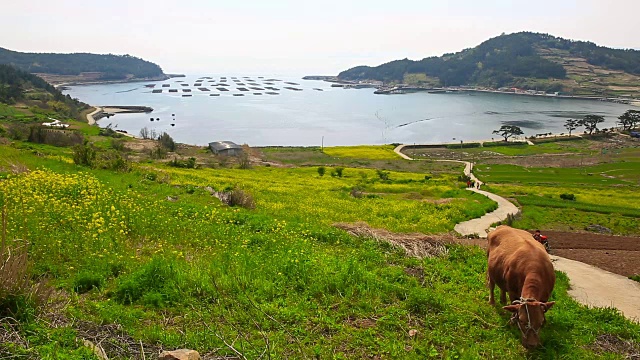 清山岛的Seullogil(被文化体育旅游部指定为必看景点)视频素材