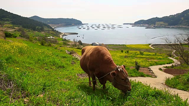 清山岛的Seullogil(被文化体育旅游部指定为必看景点)视频素材