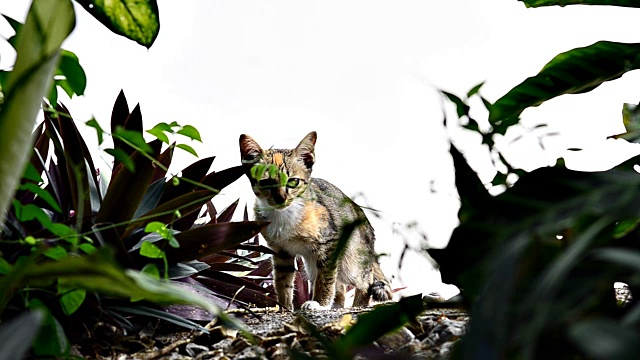 猫坐在视频下载