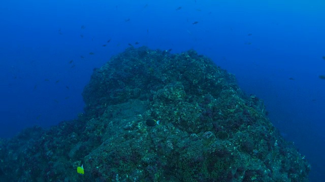 海底礁石、墨西哥视频素材