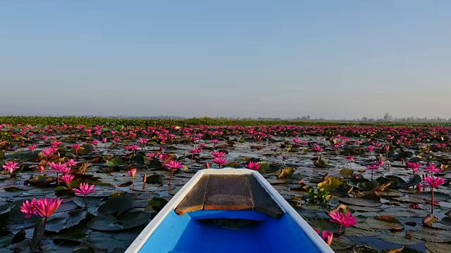 在泰国乌东他尼省的粉红色莲花湖乘船游览。视频素材