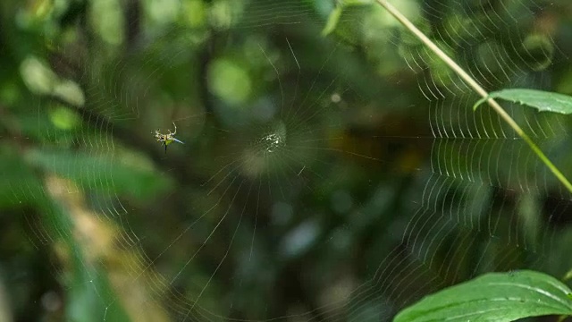 蜘蛛在织网，时光流逝。视频素材