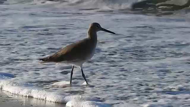 Willet探索冲浪视频素材