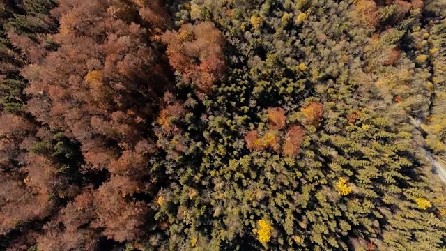 自上而下的松树森林和河流无人机视图视频素材