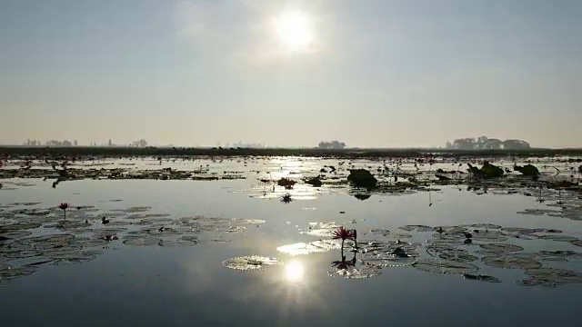 在泰国乌东他尼省的粉红色莲花湖上，清晨的日出。视频素材