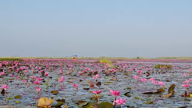 在泰国乌东他尼省的粉红色莲花湖乘船游览。视频素材