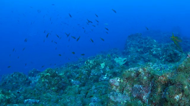 海底礁石视频素材