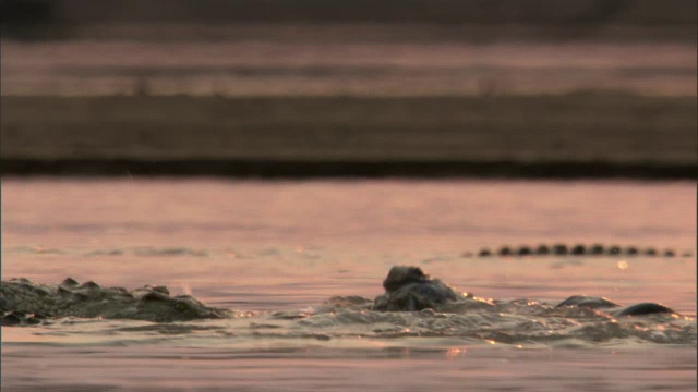 赞比亚卢安瓜，尼罗河鳄鱼(crocodile niloticus)以河马尸体为食视频素材