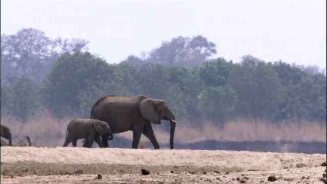 赞比亚卢安瓜，非洲象(Loxodonta africana)在炎热的雾霾中行走视频素材